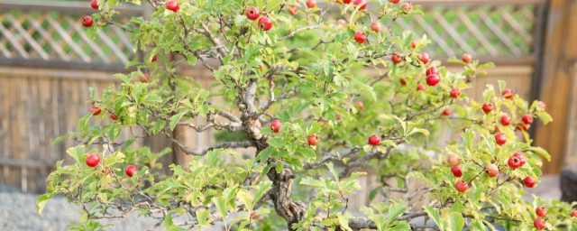 山楂盆栽种植技巧 应该怎样施肥