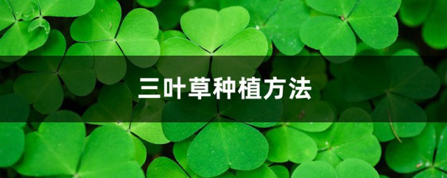 三叶草种植技巧 什么时间种植最合适