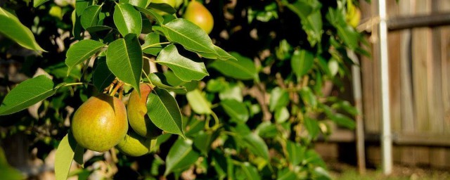 梨树地栽技巧 梨树怎样种