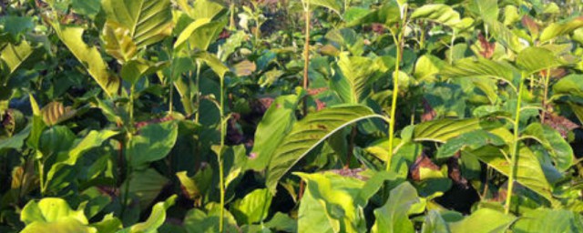 辛夷苗种植技巧 辛夷苗怎样种植
