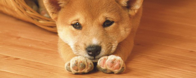 养土狗最佳办法 如何养土狗