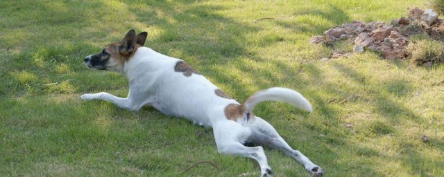 喂养猎兔犬的要领 喂养猎兔犬的要领简述