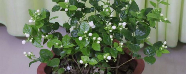 种茉莉花的技巧 茉莉花的养殖技巧