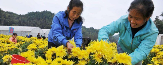 丽金菊的种植方式 丽金菊有什么种植要领