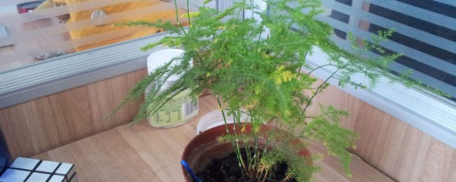 盆栽文竹的养殖要领 盆栽文竹该如何护理