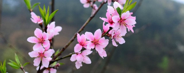 增加桃花运最灵的技巧 增加桃花运的技巧简介