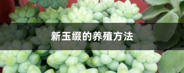 新玉缀的养殖技巧 新玉缀怎样施肥