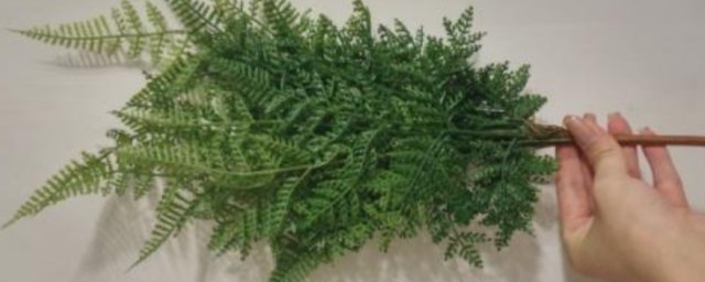 鱼鳞草的种植技巧 鱼鳞草怎样种植