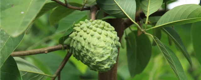 释迦果种植办法 释迦果种植要领简单介绍