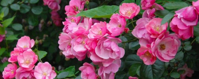 蔷薇花什么时候开花 蔷薇花介绍