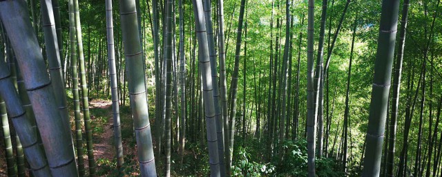 梦见竹林是什么意思 梦见竹林预示着什么