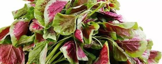苋菜大根腌制方法 苋菜大根怎么腌制
