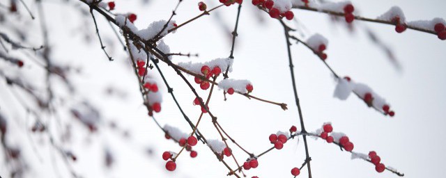 大雪过后为什么会觉得格外寂静 大雪过后会觉得格外寂静的原因解释