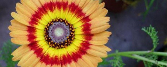 花卉种子怎样种植技巧 花卉种子怎样种植