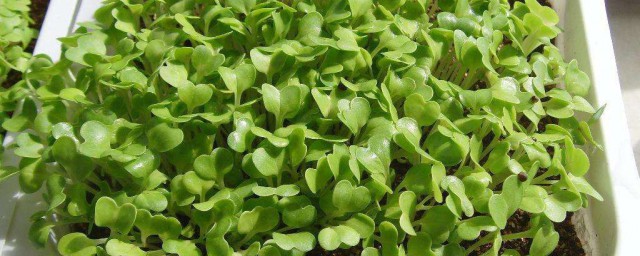青菜怎样种 青菜怎样种植