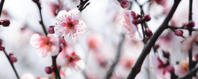 梅花什么时候开花 梅花介绍