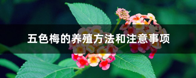 五色梅的养殖技巧 五色梅的养殖技巧和注意事项