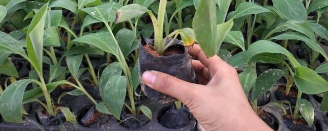 香蕉种子盆栽种植技巧 种植香蕉种子盆栽的技巧