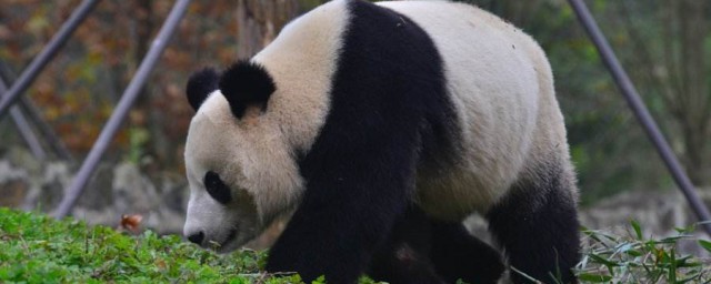 大熊猫走路的样子像什么 大熊猫的走路办法