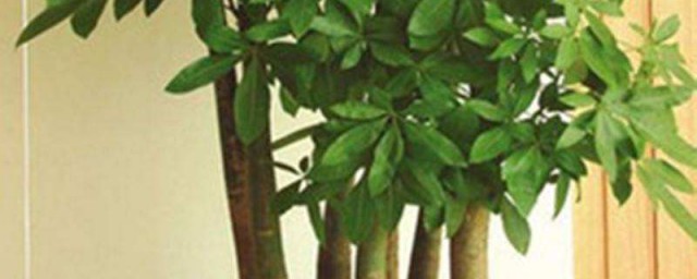 养发财树的小妙招 怎样养好发财树