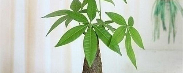 适合发财树的肥料有哪些 发财树施什么肥比较好