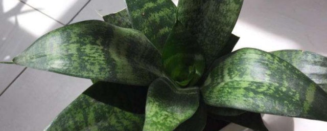 虎耳兰的养殖技巧和注意事项 虎耳兰的养殖技巧和注意事项有哪些