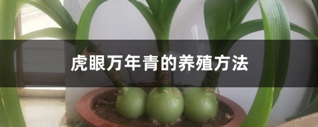 虎眼万年青的养殖技巧和注意事项 虎眼万年青的精确养殖技巧