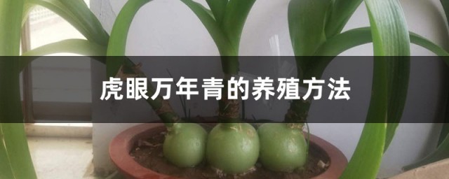 虎眼万年青的养殖办法和注意事项 虎眼万年青的准确养殖要领