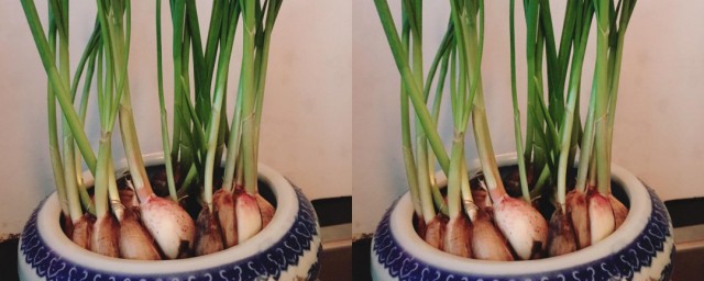 大蒜盆栽种植办法 大蒜盆栽如何种植