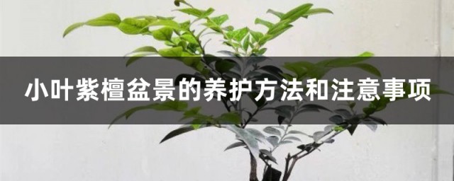 小叶紫檀养殖要领和注意事项 小叶紫檀盆景的正确养法