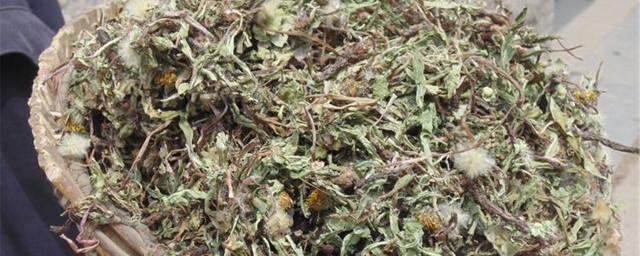 蒲公英怎样晒干的做法 蒲公英怎样晒干