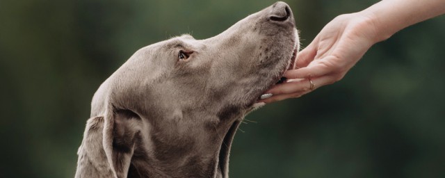 训练马犬最简单的要领 家庭训养马犬的办法分享