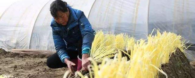 韭黄最简单种植方式 怎么简单种植韭黄