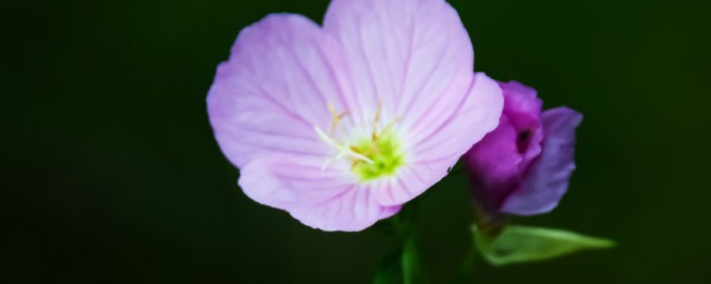 愿生如夏花什么意思 生如夏花出自何处