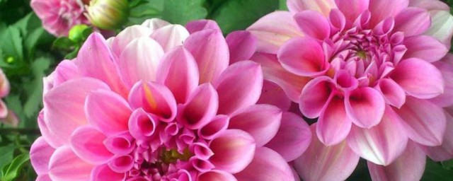小丽花的养殖技巧 小丽花怎样养
