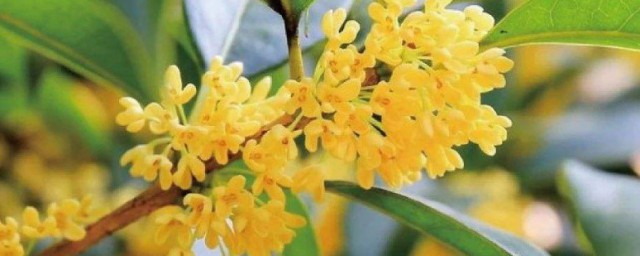 描写桂花香味的句子 描写桂花香味的句子有哪些