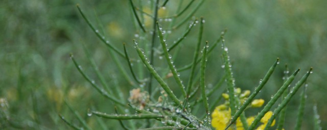 蒙蒙细雨唯美句子 蒙蒙细雨唯美句子推荐