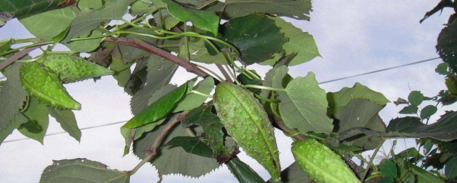 缠绕茎的植物有哪些 缠绕茎植物的生长习性简介