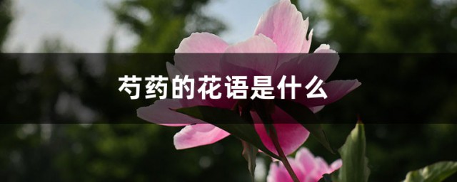 芍药花语 芍药的花语是什么