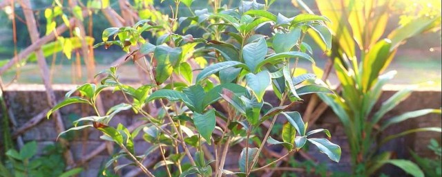 桂花的养殖要领 桂花树的种植技术