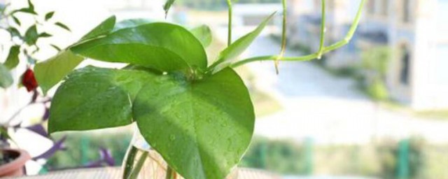 绿萝移植的技巧与技巧 绿萝怎样移植