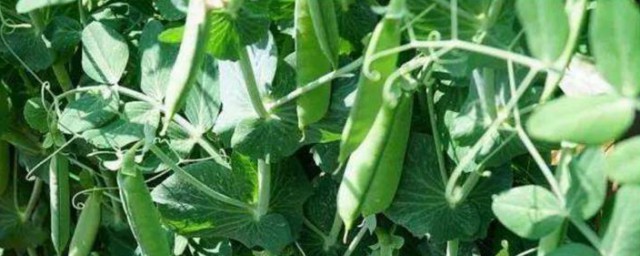秋云豆种植时间和方式 秋云豆种植时间和方法介绍