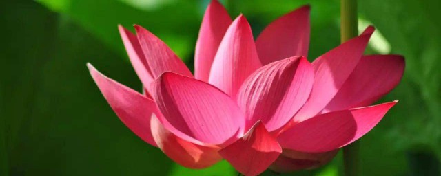 荷花有什么颜色 荷花颜色及花语介绍