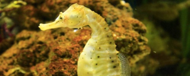 海马吃什么 海马的食物