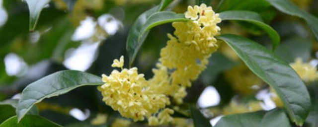 桂花的扦插时间与技巧 桂花怎样扦插