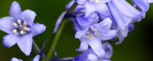 花是由什么发育而成 花的介绍