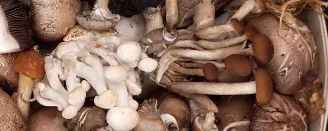 草菇保存技巧 草菇保存技巧是什么