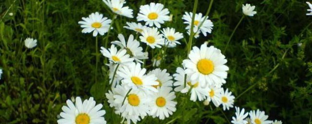 雏菊怎样养 雏菊养殖技巧简介