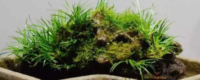 菖蒲怎样养 菖蒲怎样养殖