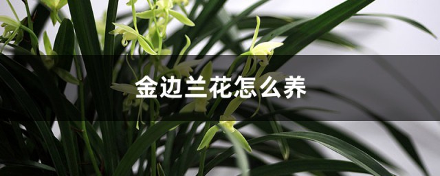 金边兰花怎样养 金边兰花的养植技巧简介